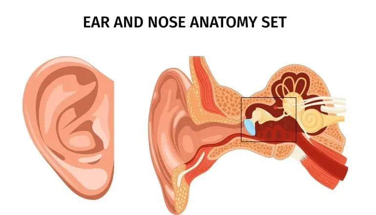 El papel crucial de los huesecillos en la transmisión del sonido