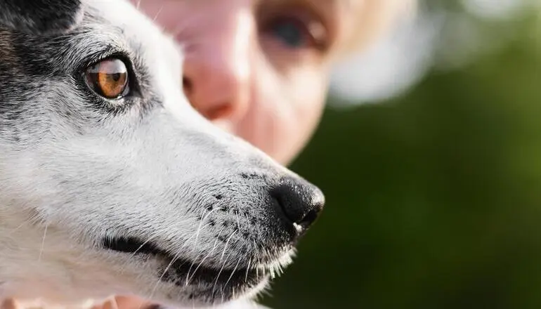 1.¿Sabías que los animales también pierden la audición?