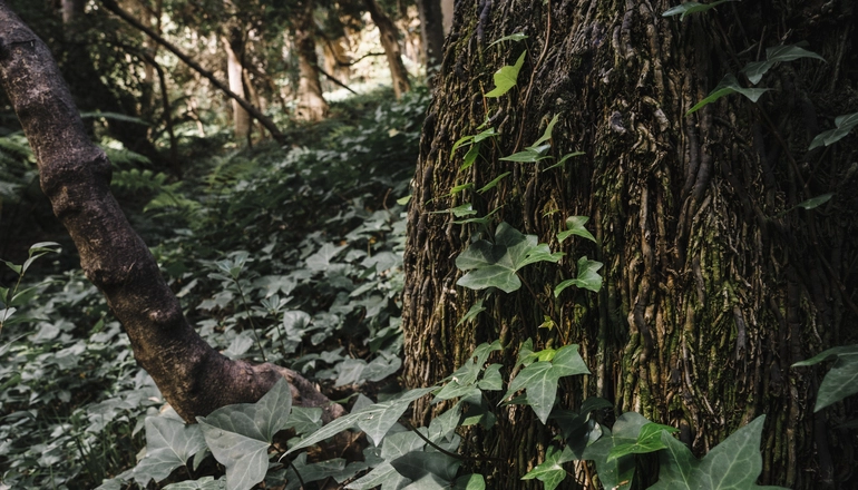 1.Cómo escuchan las plantas: La Increíble